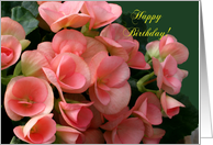 Happy Birthday, Beautiful Begonias card