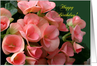 Thank You, Beautiful Begonias card