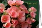 Thank You, Beautiful Peach Begonias, general, blank inside card