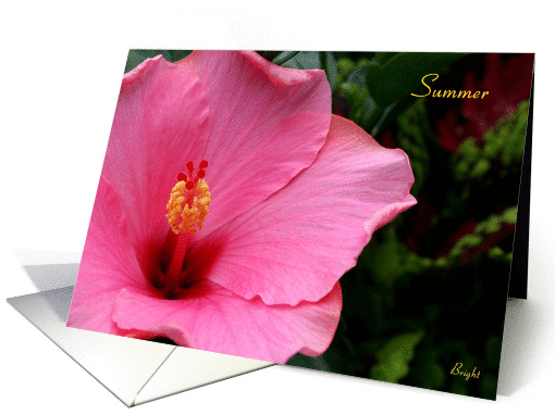 Summer Solstice, July, Hibiscus in Full Bloom card (651454)