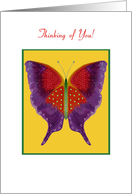 Thinking of You! Butterfly Collection - blank inside card