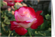 Note Card, Romantic White and Red Rose card
