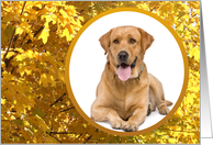 Photo Card, Birthday, Golden Autumn Leaves card