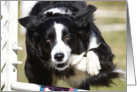 Border Collie doing agility card