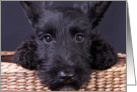 Scottish Terrier Puppy card