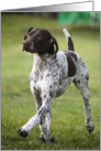 German Shorthaired Pointer All Occasion Blank Note Card