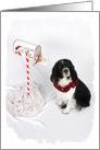 Springer Spaniel Christmas Card