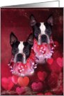Boston Terrier Twin Valentine (Grunge Style) card