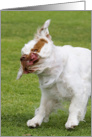 Encouragement Card - featuring a Clumber Spaniel card