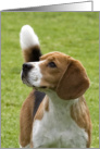 Blank greeting card featuring a thoughtful Beagle card