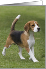 Blank greeting card featuring a trotting Beagle card