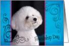 Friendship Day card featuring a Bichon Frise card