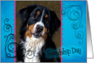 Friendship Day card featuring a Greater Swiss Mountain Dog card