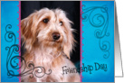 Friendship Day card featuring a wirehaire Dachshund card