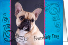 Friendship Day card featuring a French Bulldog card