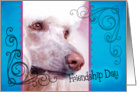 Friendship Day card featuring a white Standard Poodle card