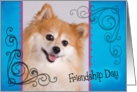 Friendship Day card featuring a Pomeranian card