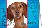 Friendship Day card featuring a Vizsla card