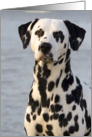 Blank Greeting Card featuring a Dalmatian card