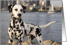 Blank Greeting Card featuring a Dalmatian card