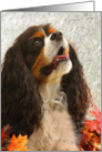 Cavalier King Charles Spaniel - digital artwork rendering card