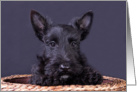 Scottish Terrier Puppy - blank inside card