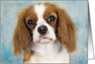 Blank card featuring a blenheim Cavalier King Charles Spaniel card