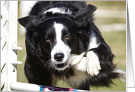 Border Collie doing agility card