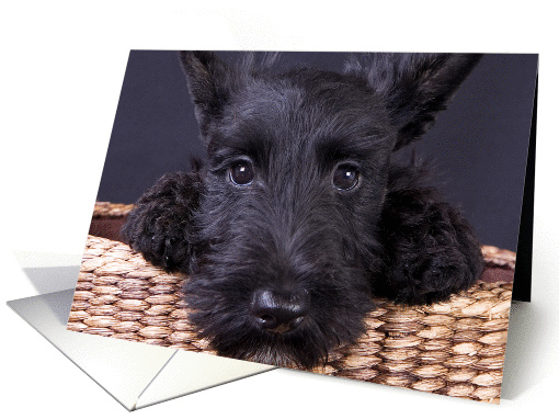 Scottish Terrier Puppy card (1036987)
