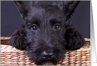 Scottish Terrier Puppy card