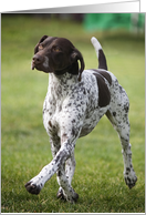 German Shorthaired Pointer All Occasion Blank Note Card