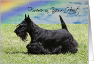 Pet Loss Sympathy Card - Forever In Your Heart card