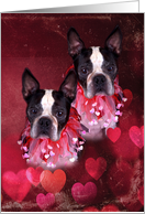 Boston Terrier Twin Valentine (Grunge Style) card