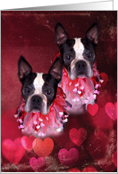 Boston Terrier Twin...