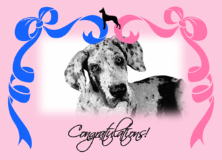 Congratulations on the New Litter - Great Dane