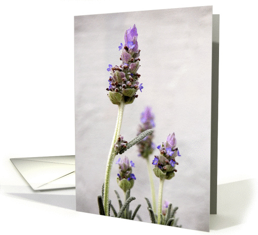 Garden Flowers - blank inside card (1371966)