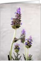Garden Flowers - blank inside card