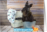 Humorous Happy Birthday Card featuring a Scottie Dog in the Tub card