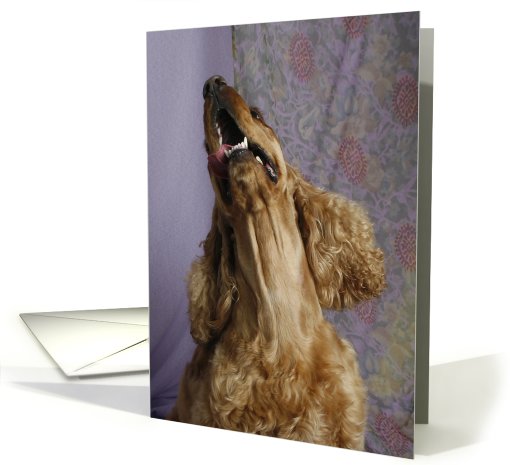 Archie the English Cocker Spaniel card (424271)