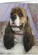 Hot Rod the American Cocker Spaniel card