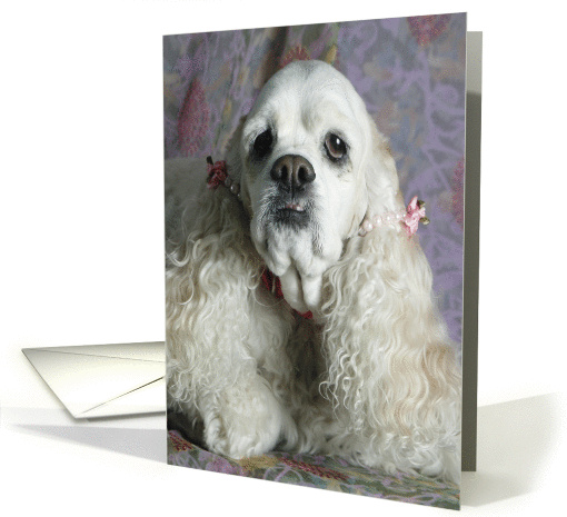 Freckles the American Cocker Spaniel card (424293)