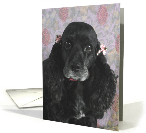 Boo the American Cocker Spaniel card (424296)