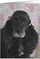 Boo the American Cocker Spaniel card