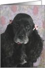 Boo the American Cocker Spaniel card