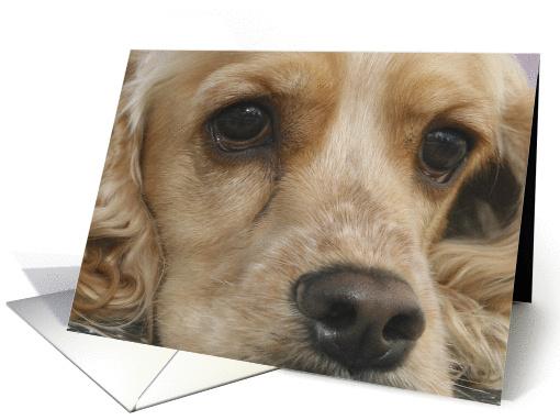 Peanut the American Cocker Spaniel card (424298)