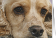 Peanut the American Cocker Spaniel card