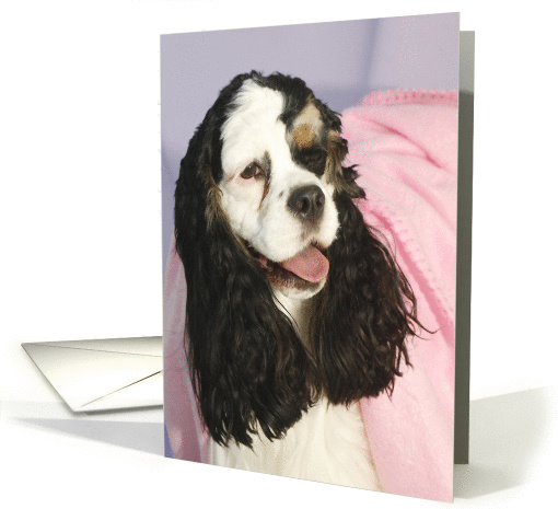 Poppy the American Cocker Spaniel card (424299)