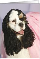 Poppy the American Cocker Spaniel card