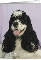 LillyBug the American Cocker Spaniel card