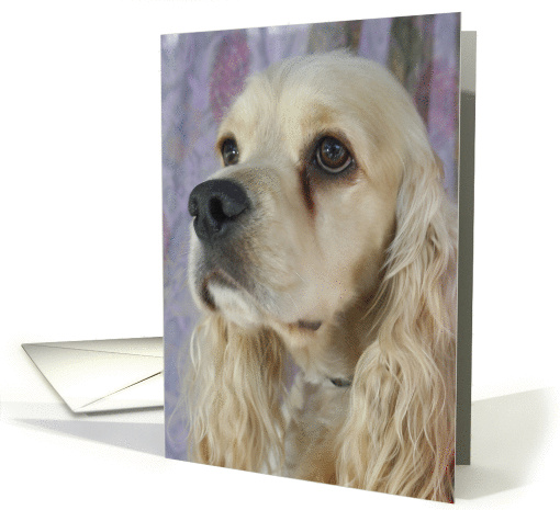 Cooper the American Cocker Spaniel card (424305)